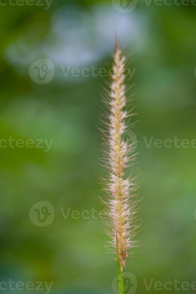 Feather Grass or Needle Grass photo