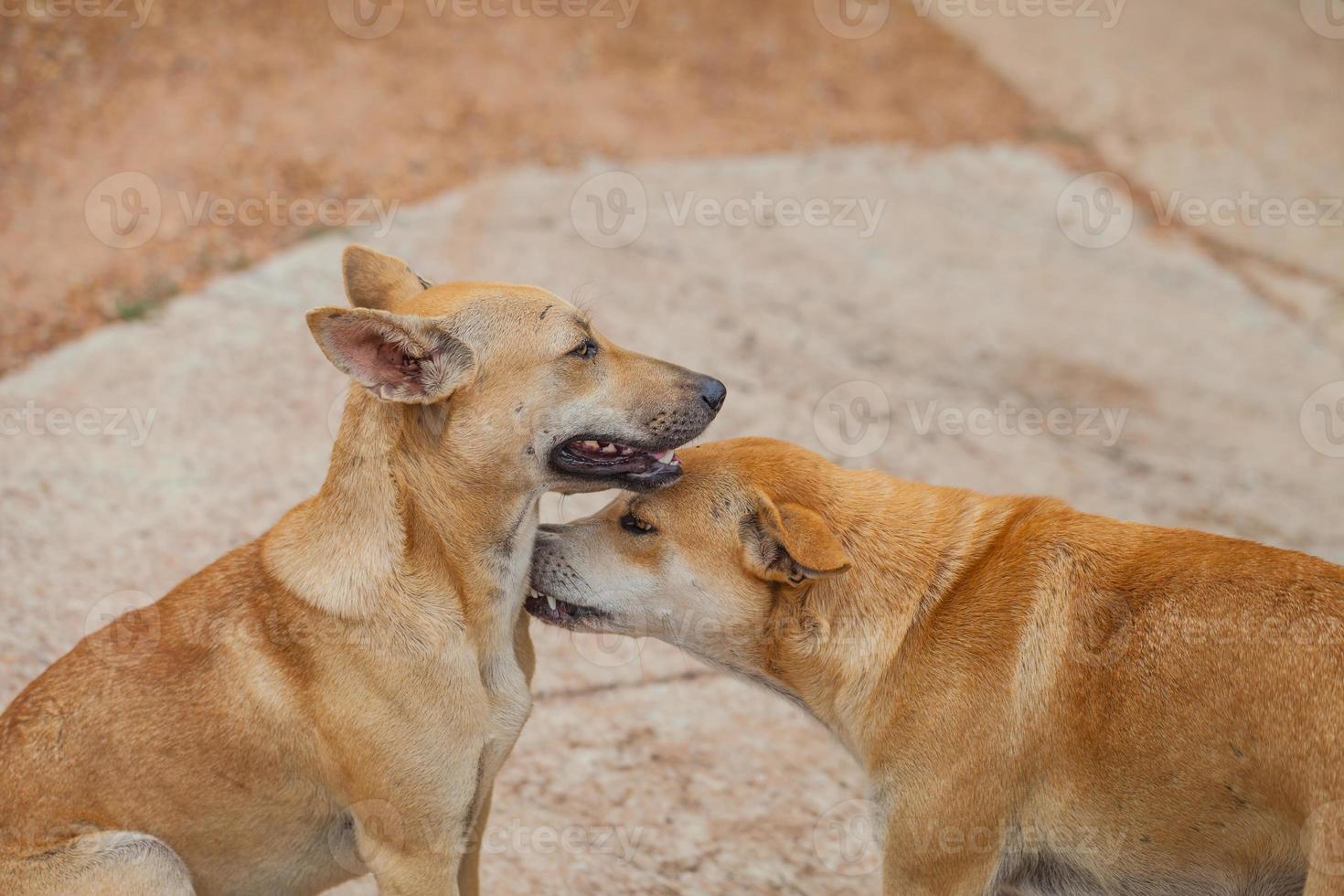 Dog are checking for fleas and ticks photo