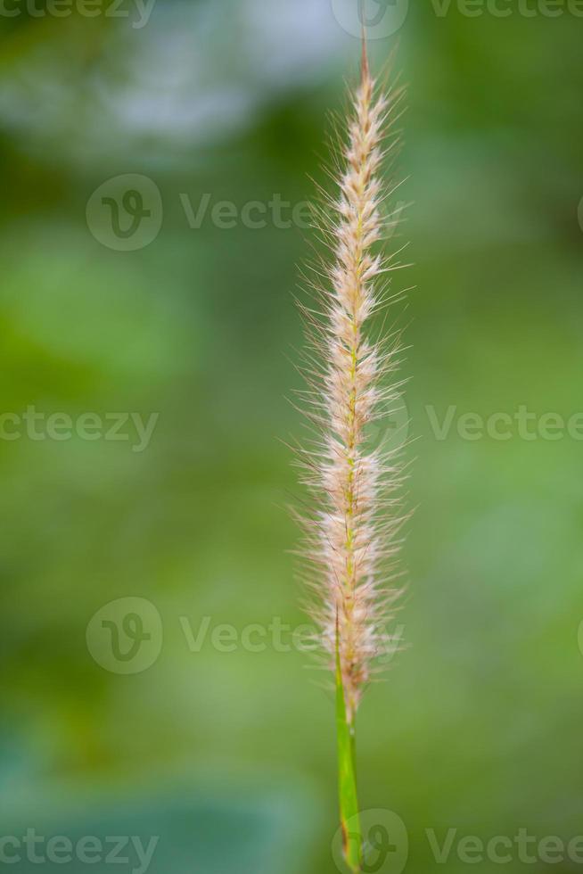 hierba pluma o hierba aguja foto