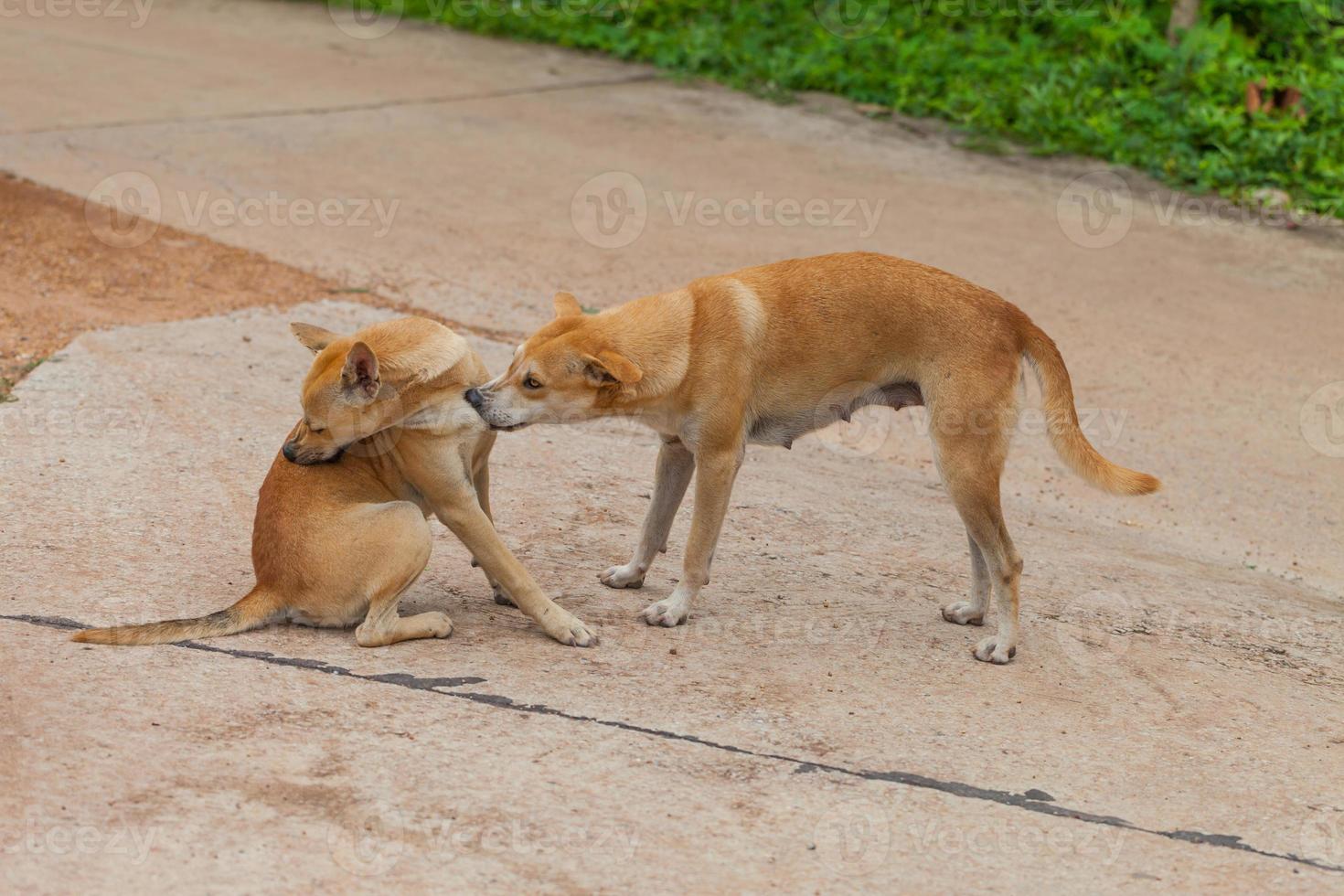 Dog are checking for fleas and ticks photo