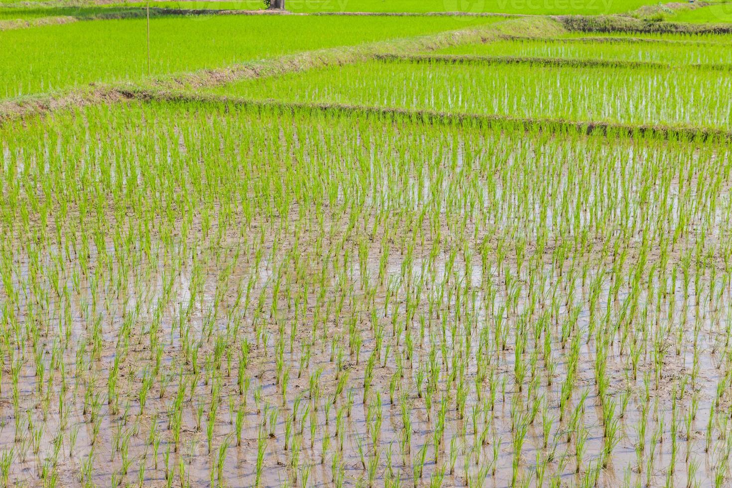 Young rice sprout ready to growing in the rice field photo