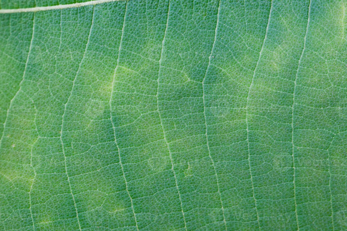 Green leaf texture photo