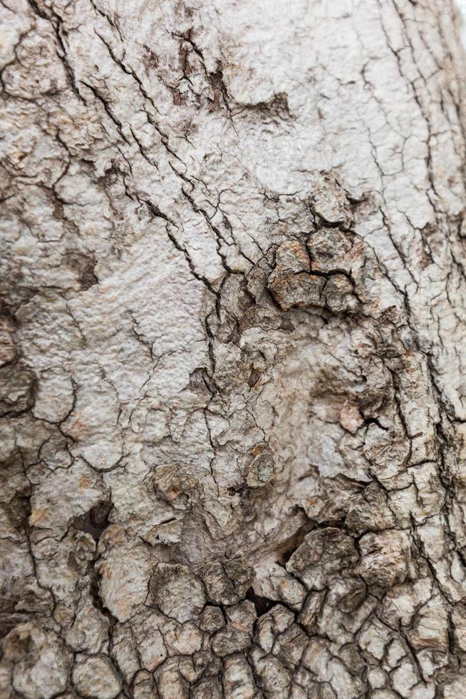 Old Wood Tree Texture Background photo