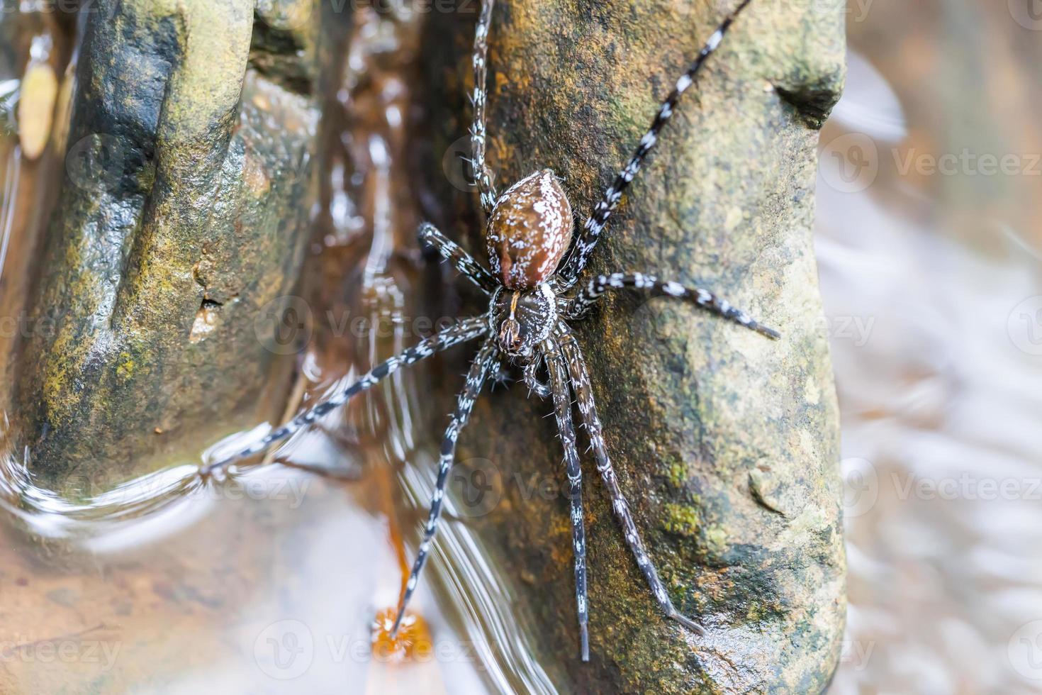 Spider on the rock in the waterfall photo
