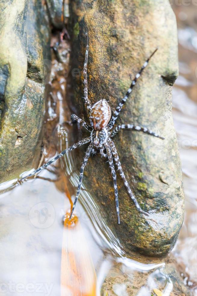 Spider on the rock in the waterfall photo