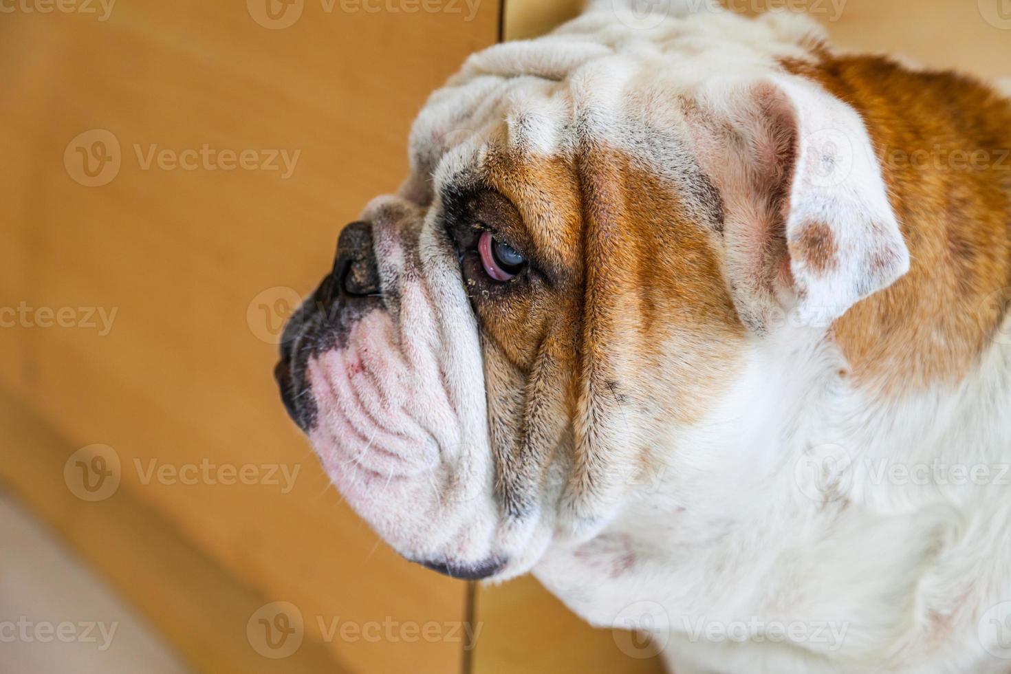 English Bulldog looking photo