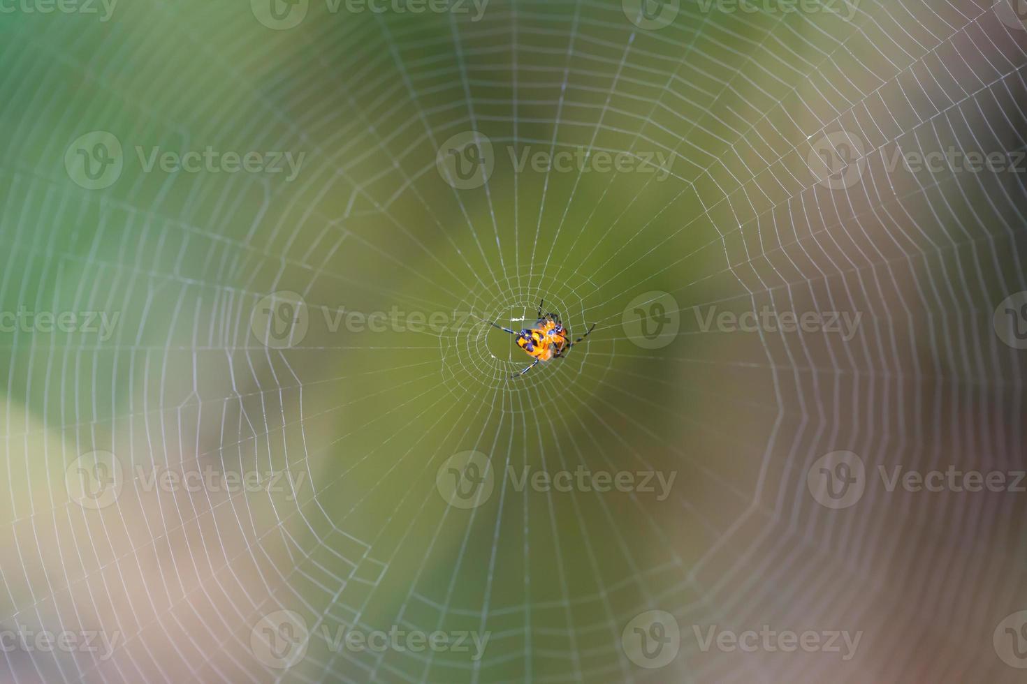 Spider on the web nature background photo