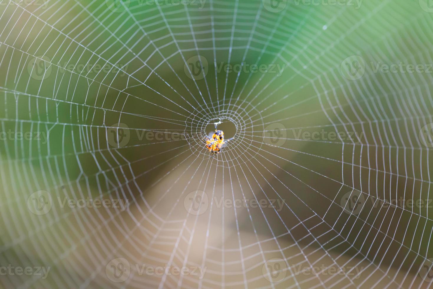 Spider on the web photo