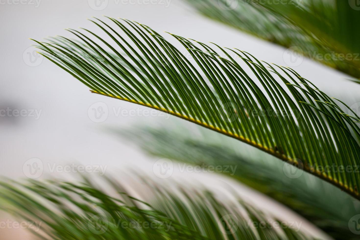 Green trees background photo