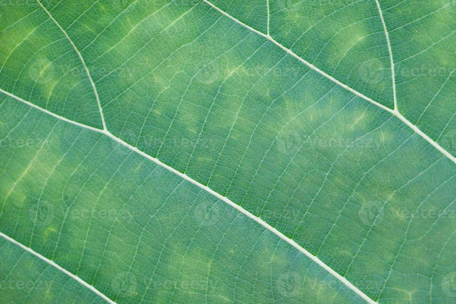 textura de hoja verde foto