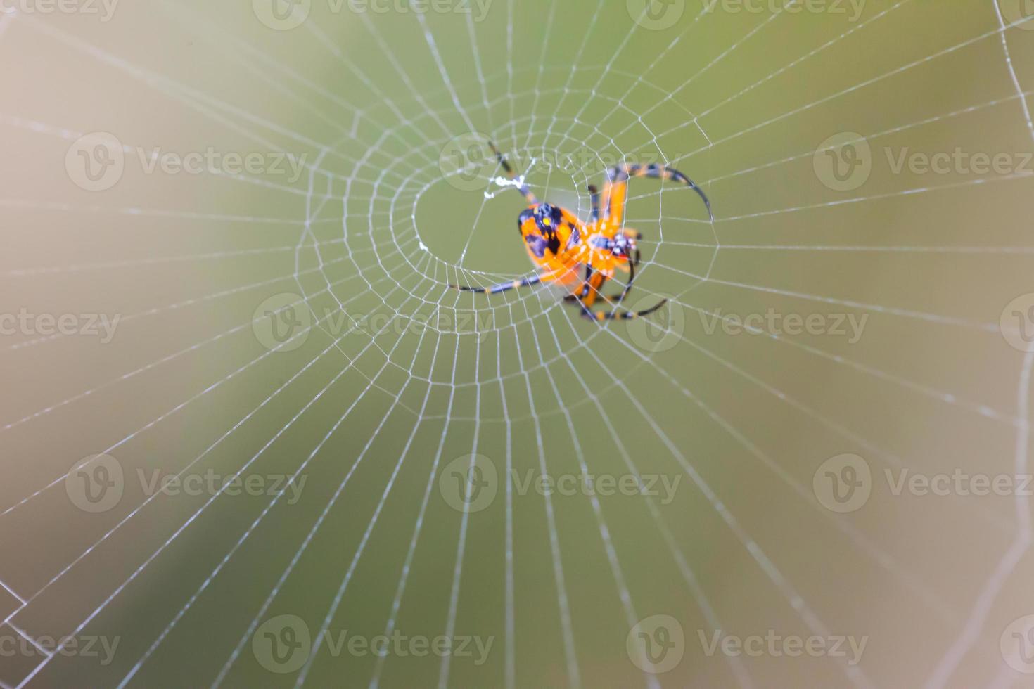 Spider on the web nature background photo