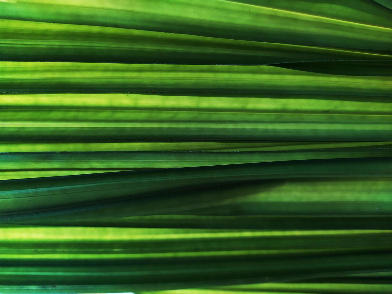 green leaf texture background photo