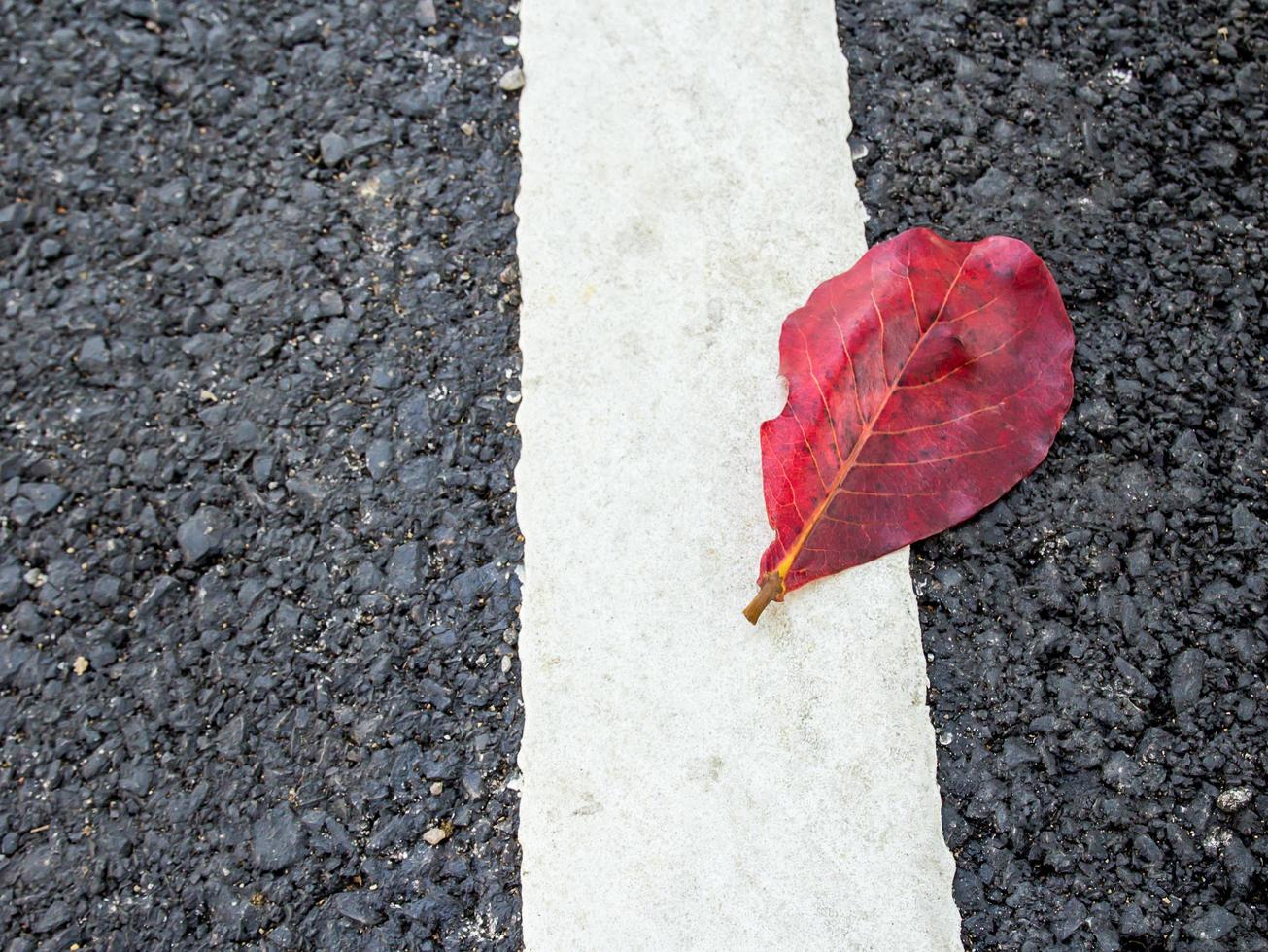 Red leaves on asphalt path photo
