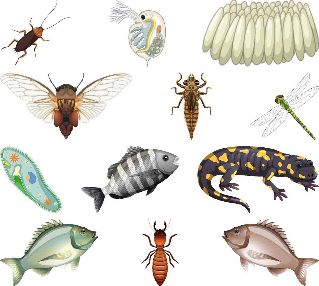 Different kinds of insects and animals on white background vector