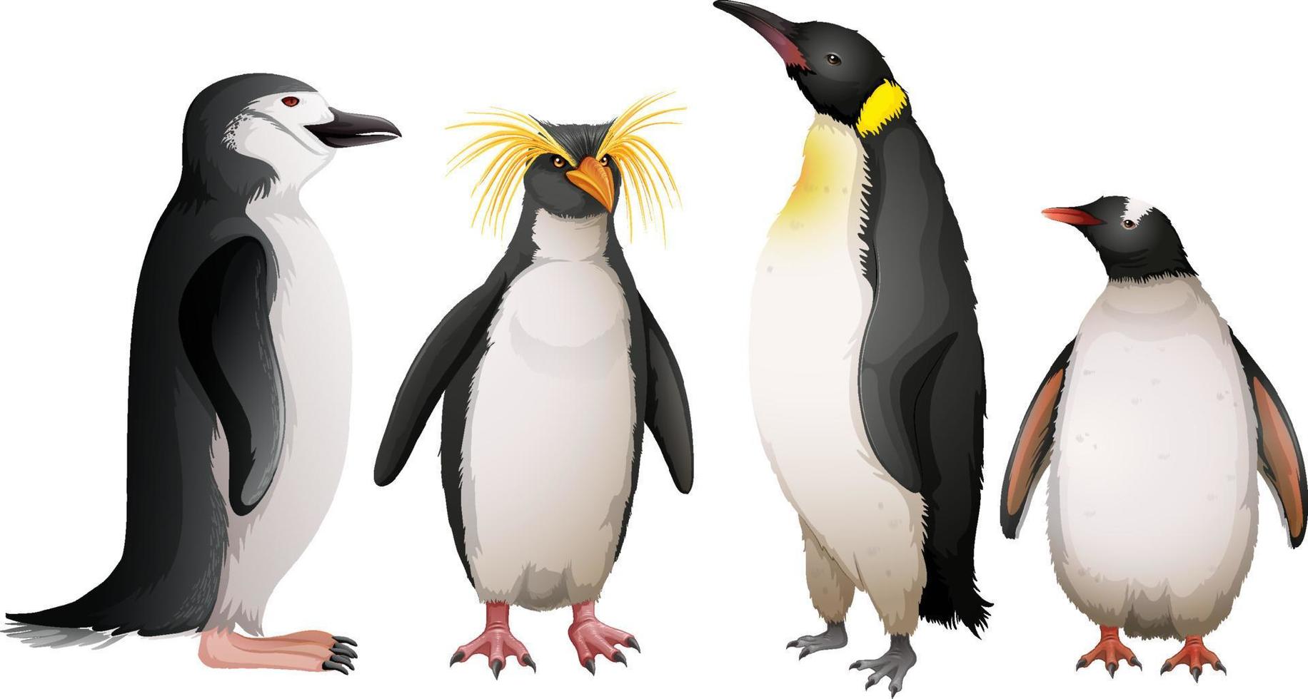 diferentes tipos de pinguinos vector