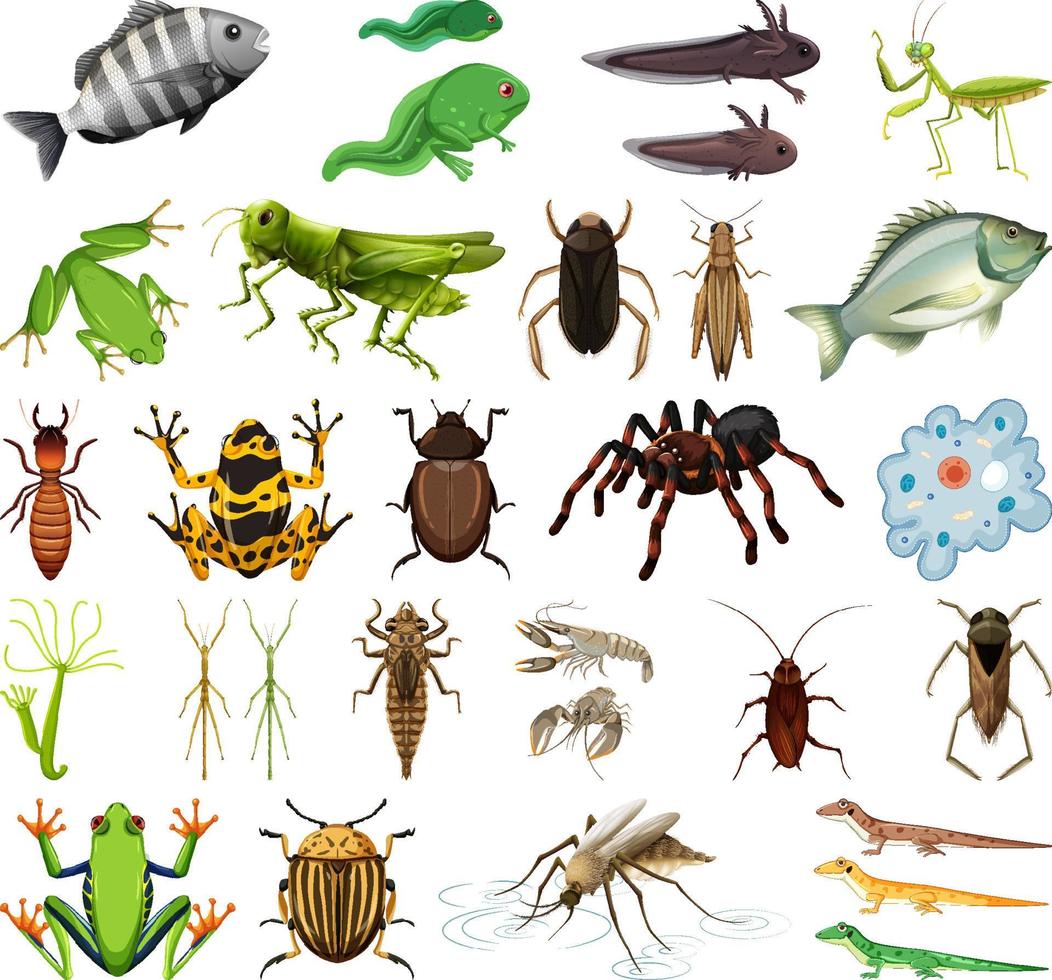 diferentes tipos de insectos y animales sobre fondo blanco vector