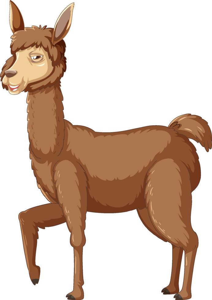 An alpaca on white background vector