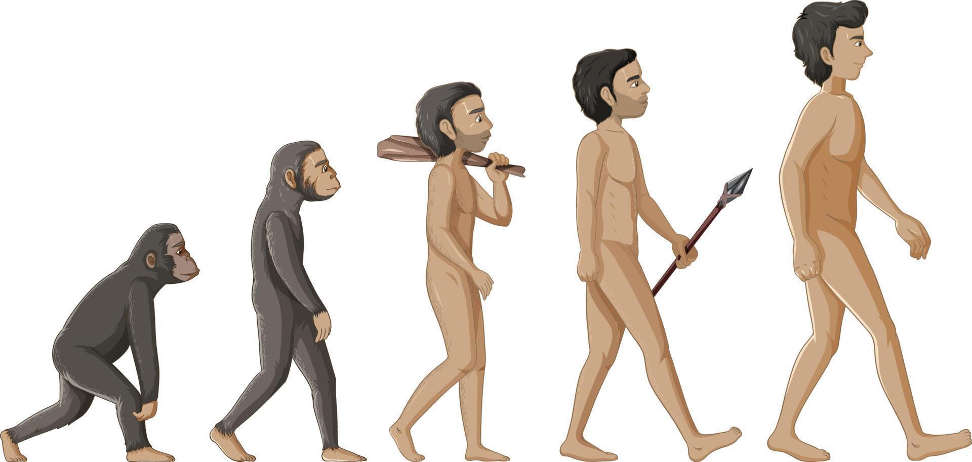 etapas del personaje de dibujos animados de la evolución humana vector