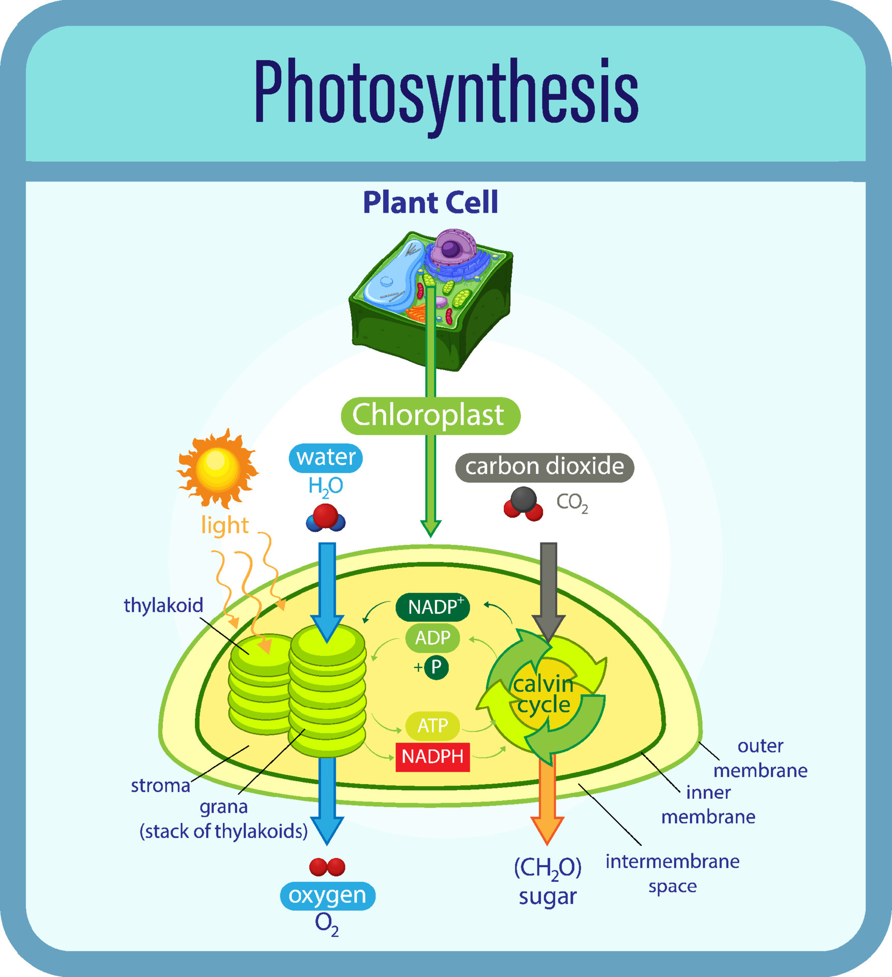 Diagram Showing Process Of Photosynthesis With Plant And Cells 6435068 