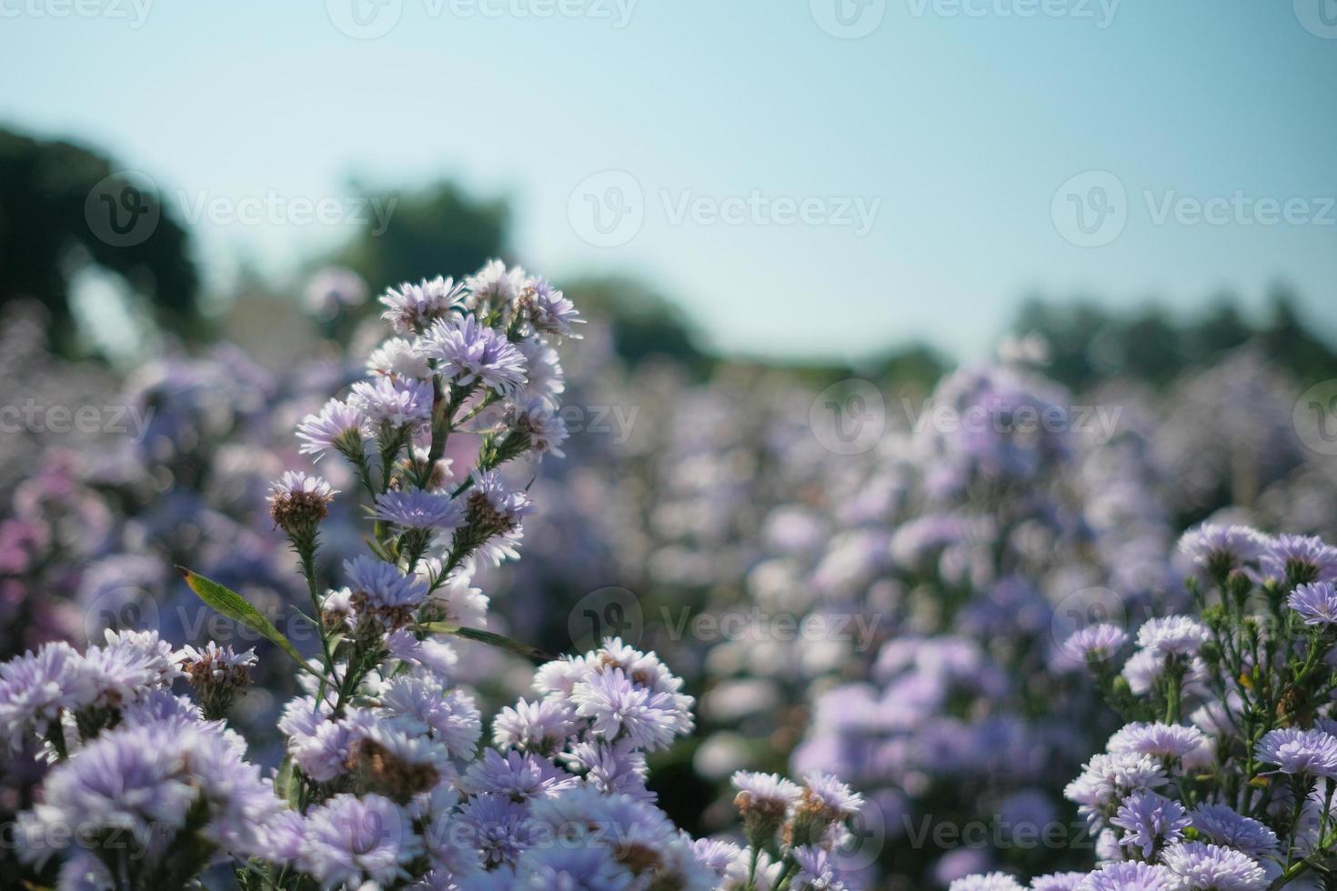 Close-up and selective focus shot of pretty bloom purple flowers in the morning of a bright summer day, fresh and lovely garden, beautiful scenery, landscape of natural countryside, flora agriculture. photo