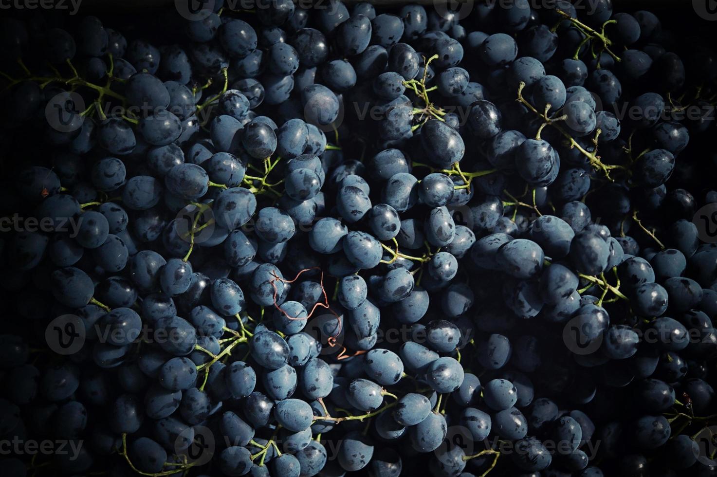 Closeup Black Grapes Background photo