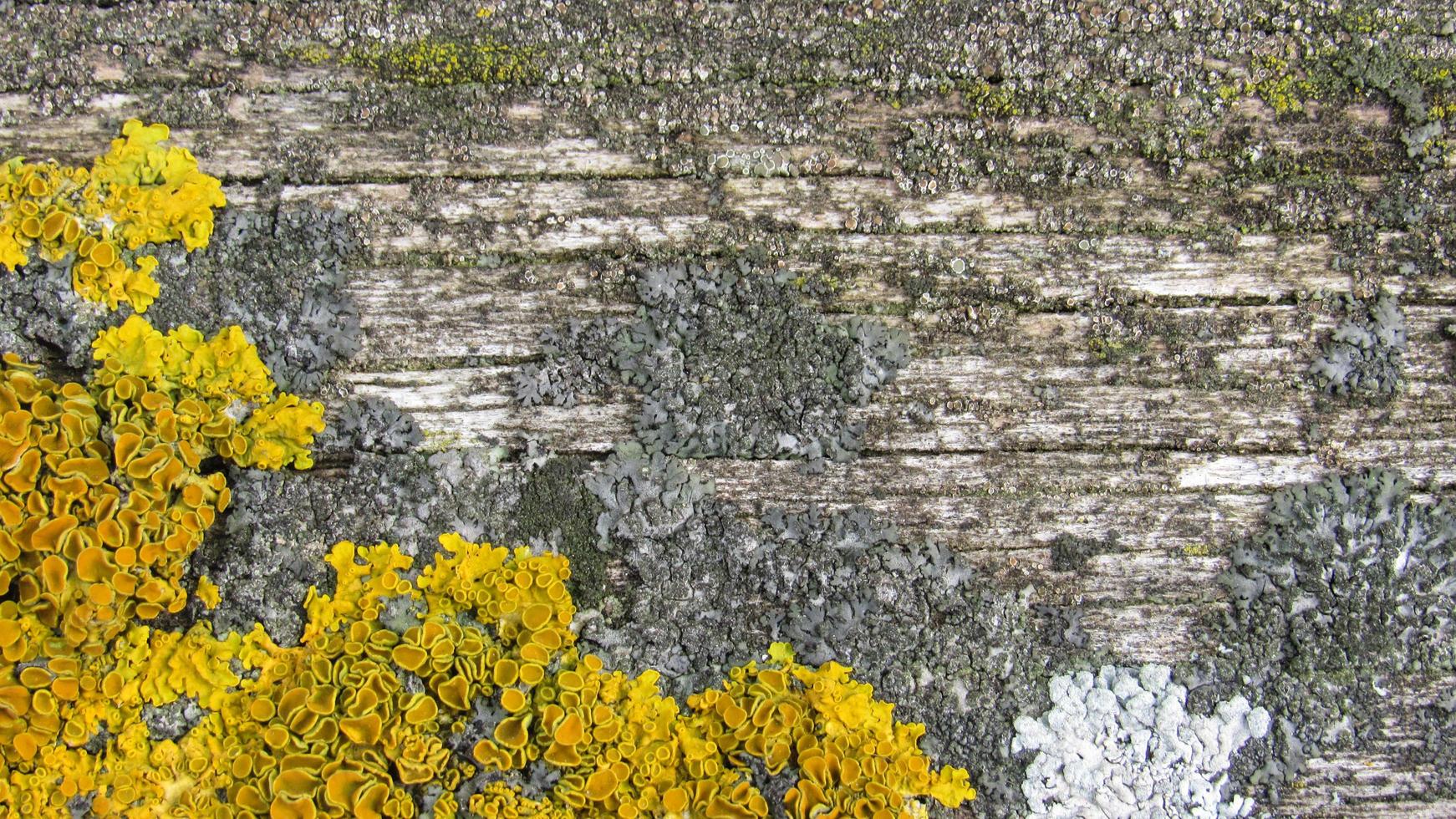 board with yellow lichens. Old wooden board texture for wallpaper or background. Tree background with copy space for text photo