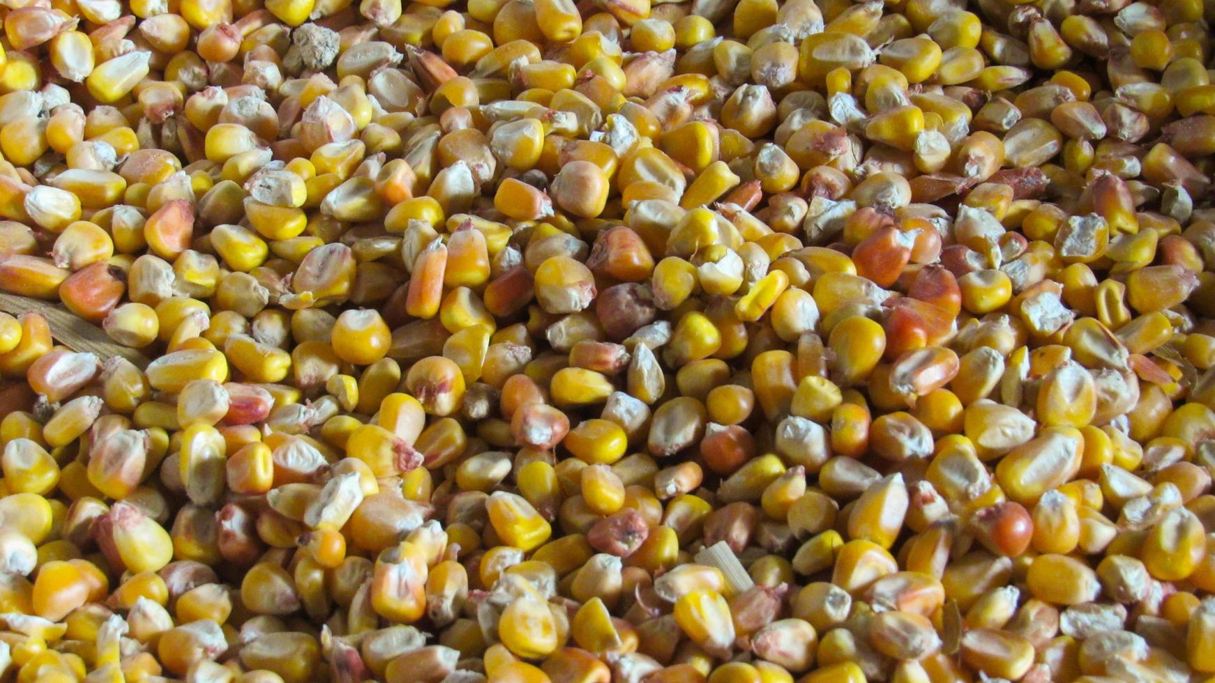 corn background. peeled yellow corn. corn harvest photo
