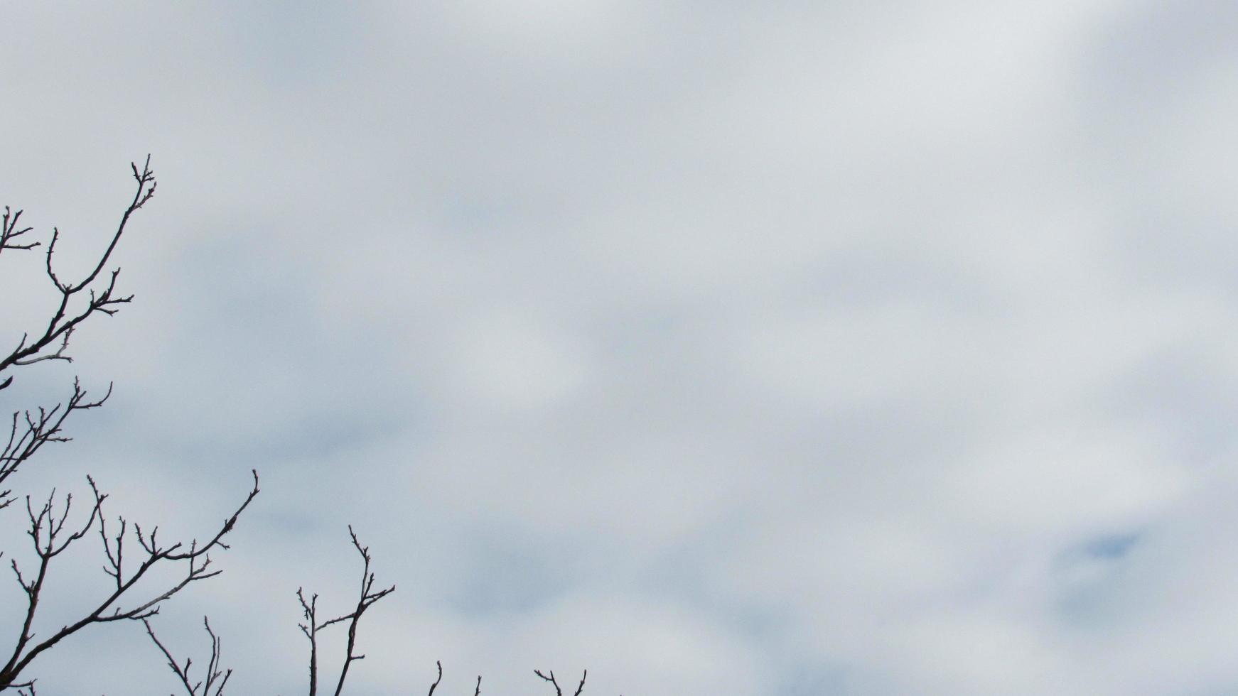 The background of the tree branches and the sky photo