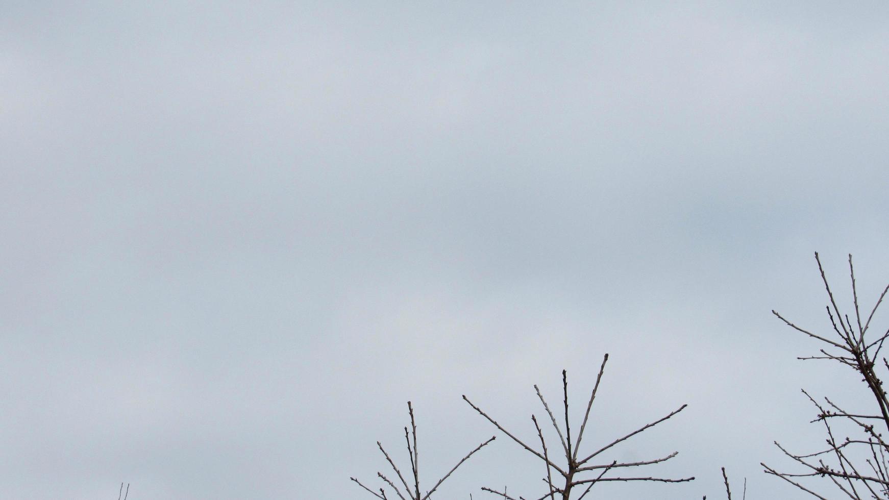 The background of the tree branches and the sky photo