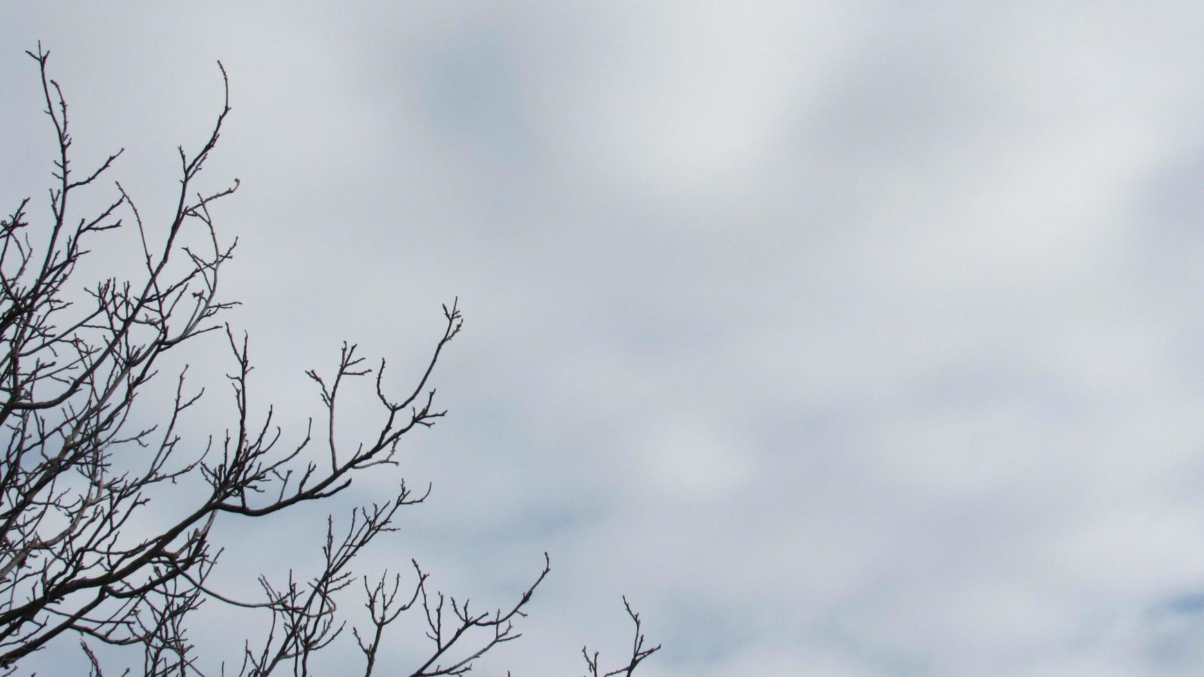 The background of the tree branches and the sky photo
