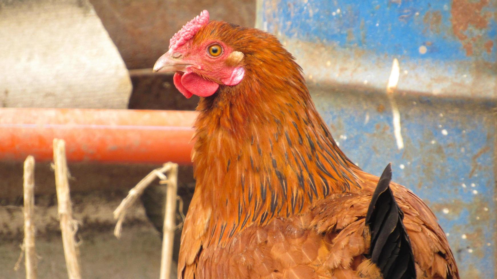 pollo en la granja. cría de pollos. granja de pollos foto