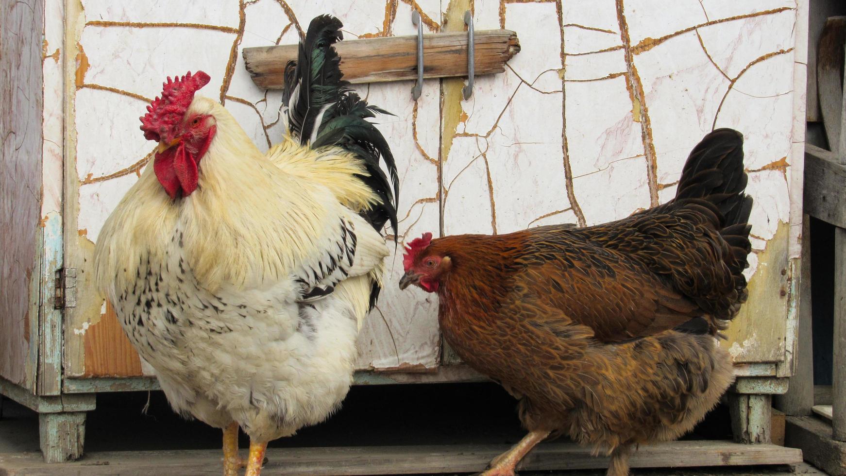 pollo en la granja. cría de pollos. granja de pollos foto