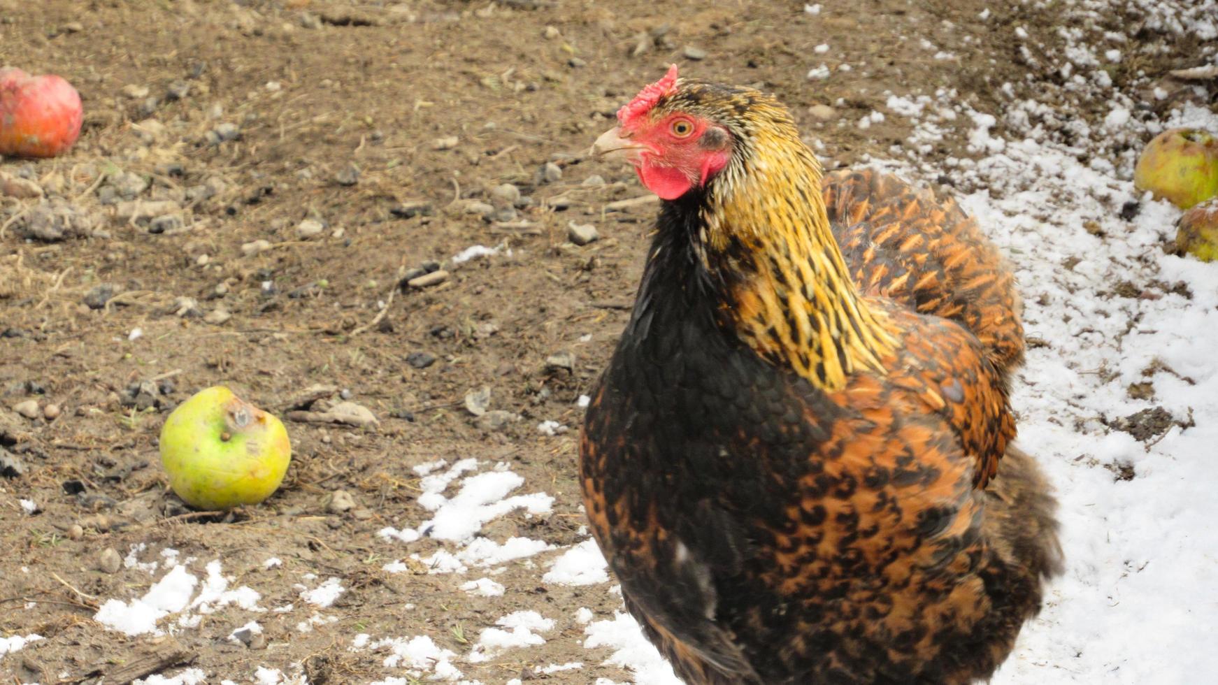 pollo en la granja. cría de pollos. granja de pollos foto