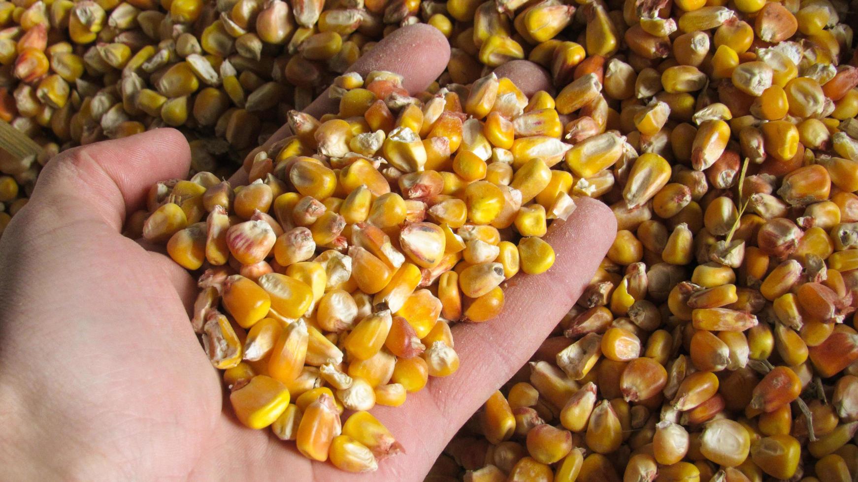 corn background. peeled yellow corn. corn harvest photo