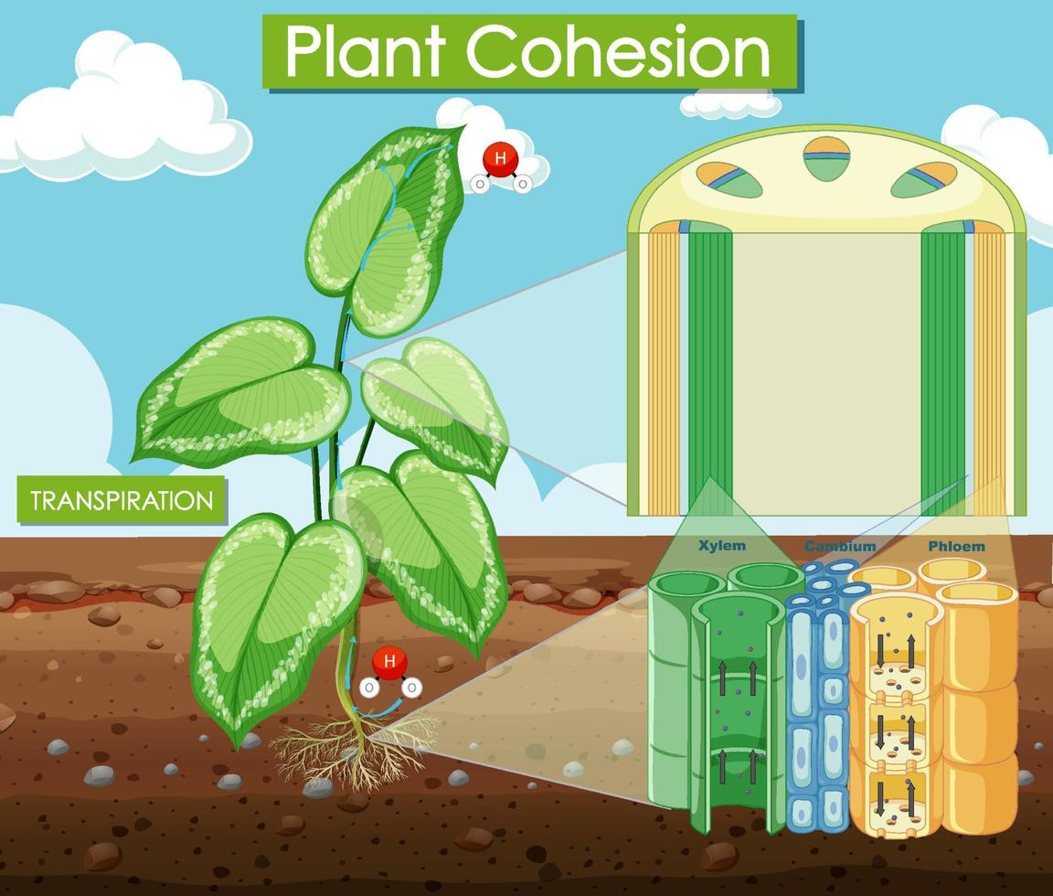 Diagram showing plant cohesion vector