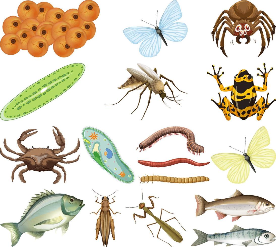 muchos insectos y animales sobre fondo blanco vector