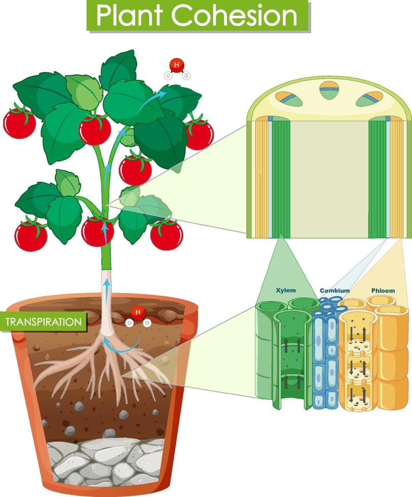 Diagram showing plant cohesion vector