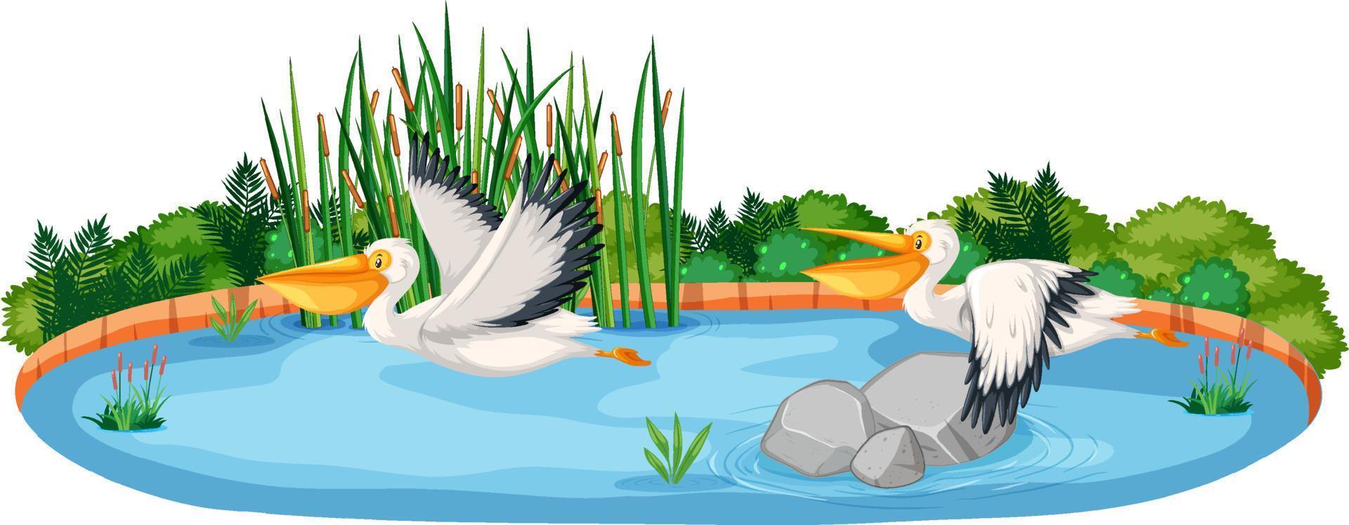 Scene with two pelican birds vector