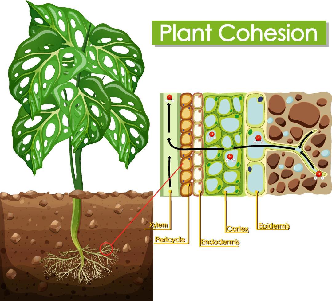 Diagram showing plant cohesion vector