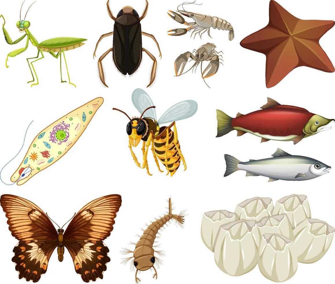 Different kinds of insects and animals on white background vector