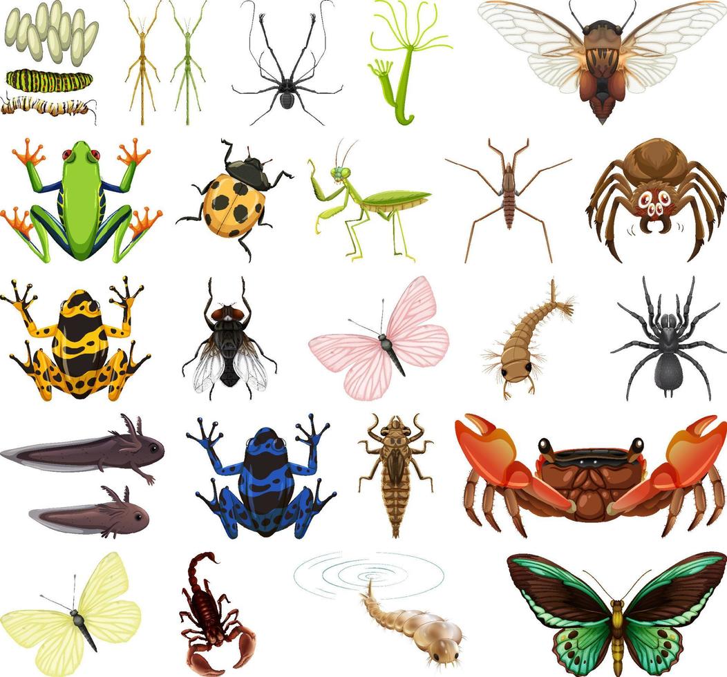 Different kinds of insects and animals on white background vector