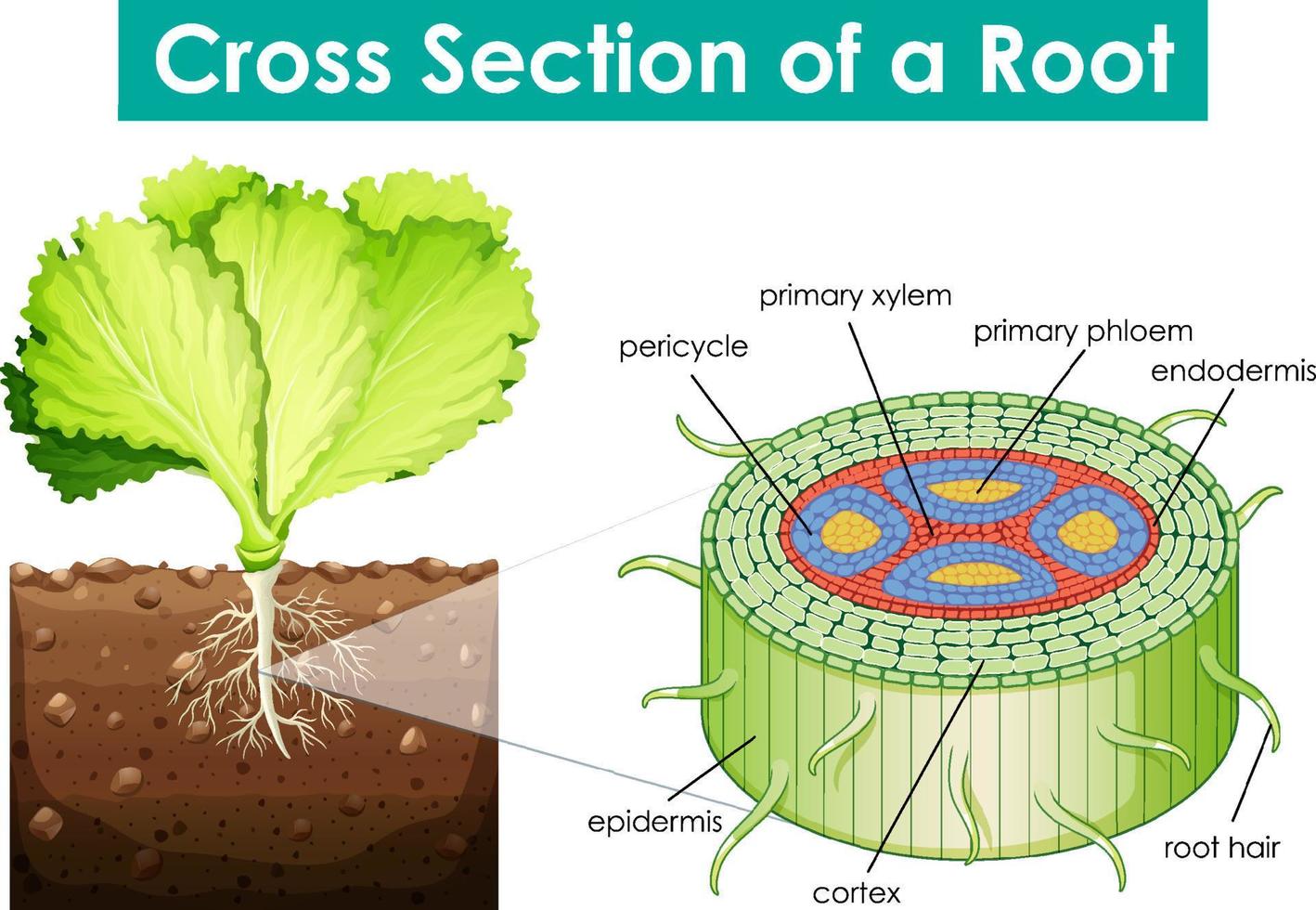 Diagram showing cross section of a root vector