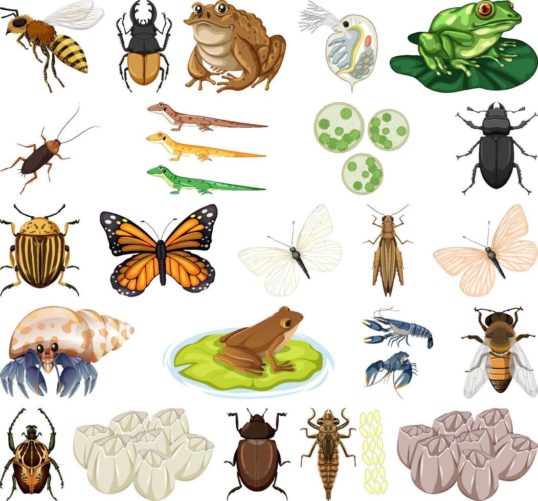 Different kinds of insects and animals on white background vector