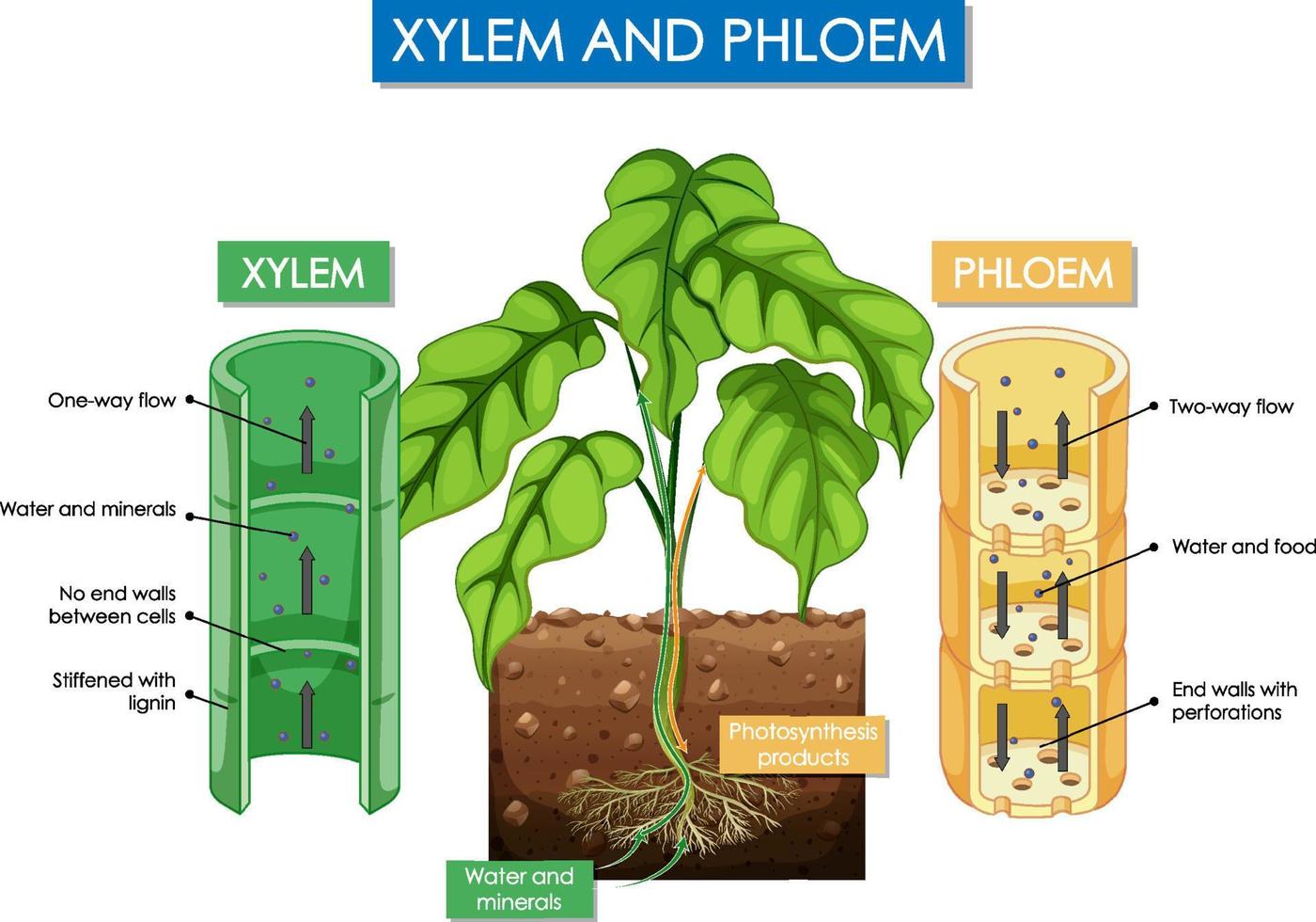 Diagram showing xylem and phloem plant vector