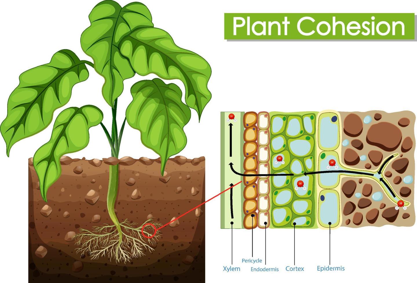 Diagram showing plant cohesion vector