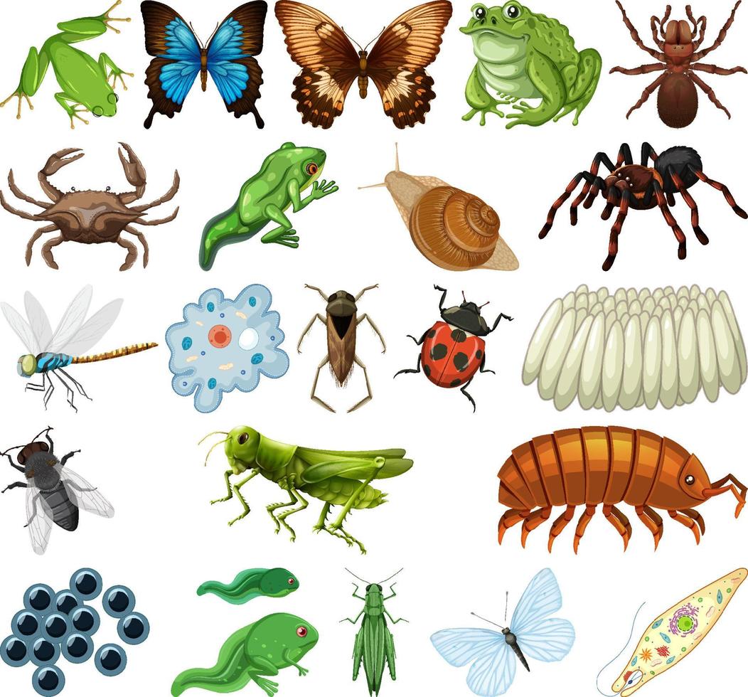 diferentes tipos de insectos y animales sobre fondo blanco vector