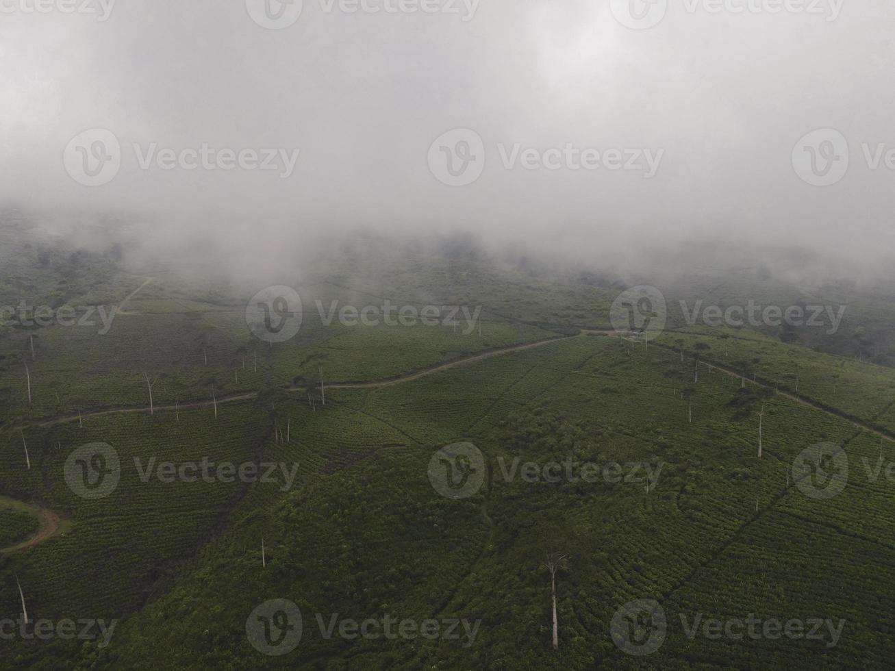 Aerial view of foggy mist tea plantation in Indonesia photo