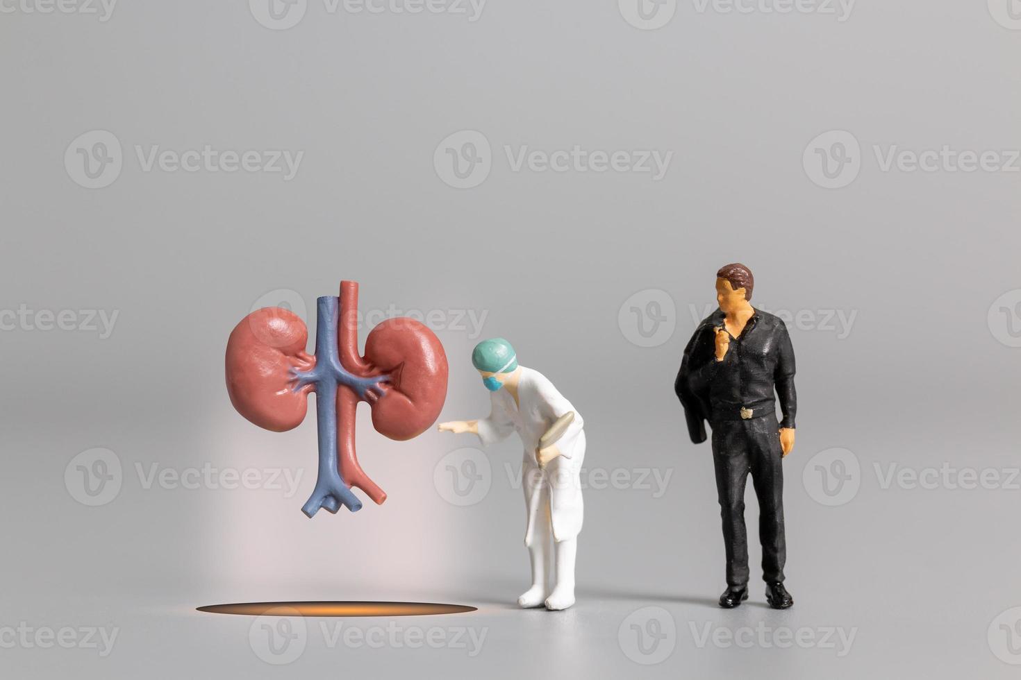 Doctor studying and treating human Kidney  , World Health Day concept photo