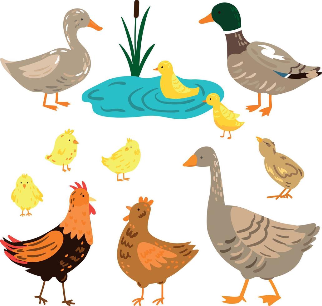 Vector Set of Domestic Farm Birds