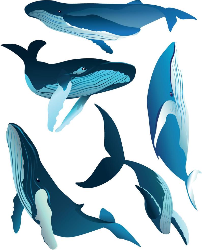conjunto de ilustraciones de ballenas en diferentes poses vector